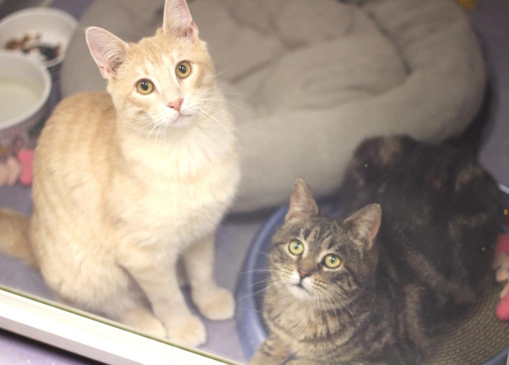 Enlarge Tabitha, a Adoptable mixed breed in Rockford, IL image 2/2