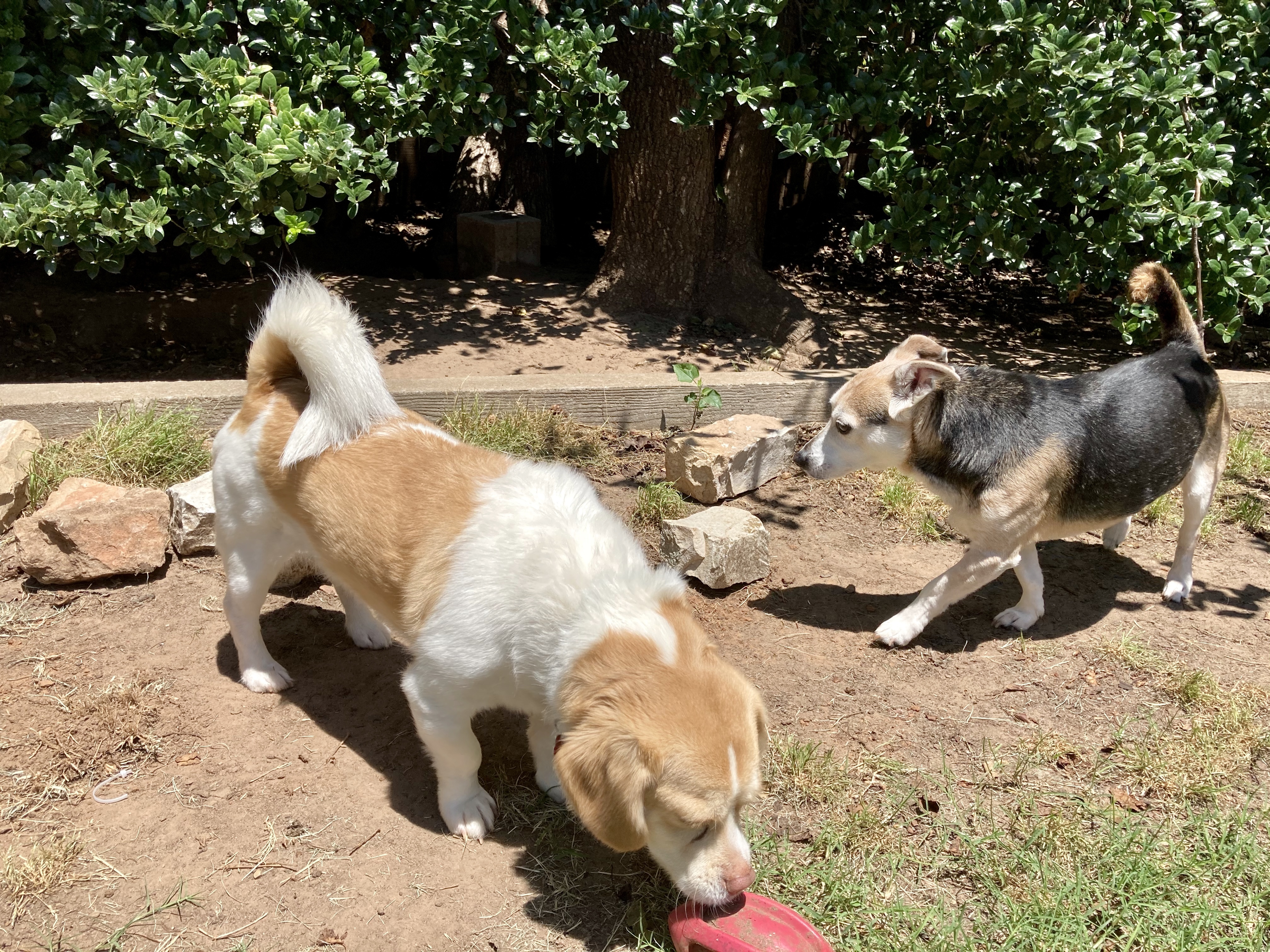 Simba W- sanctuary, a Adoptable mixed breed in Oklahoma City, OK image 2/12