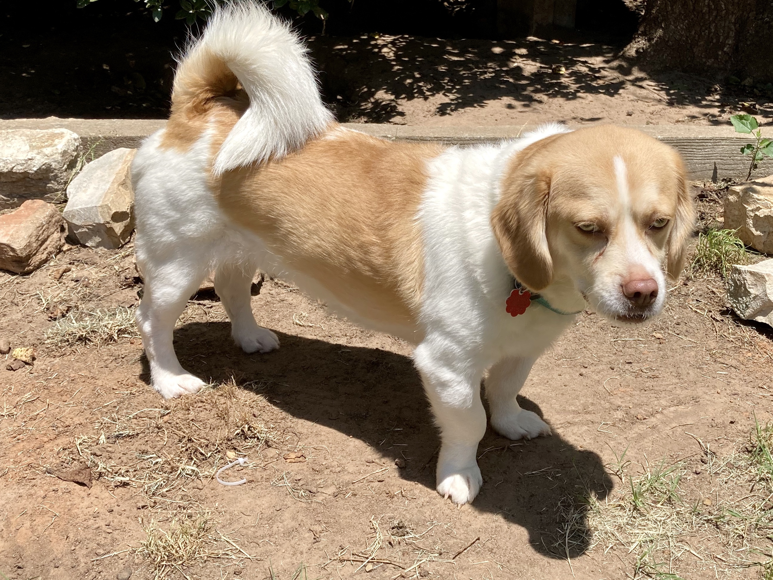 Simba W- sanctuary, a Adoptable mixed breed in Oklahoma City, OK image 6/12