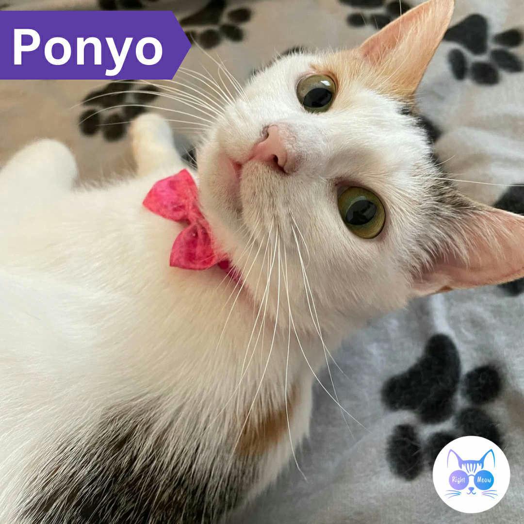 Ponyo, ADOPTABLE, Adult Female Domestic Short Hair.