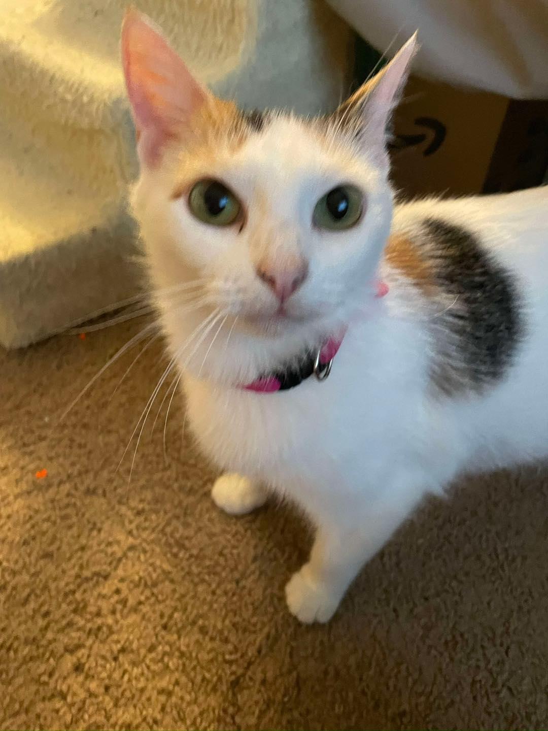 Enlarge Ponyo, a ADOPTABLE Domestic Short Hair in Penfield, NY image 3/6