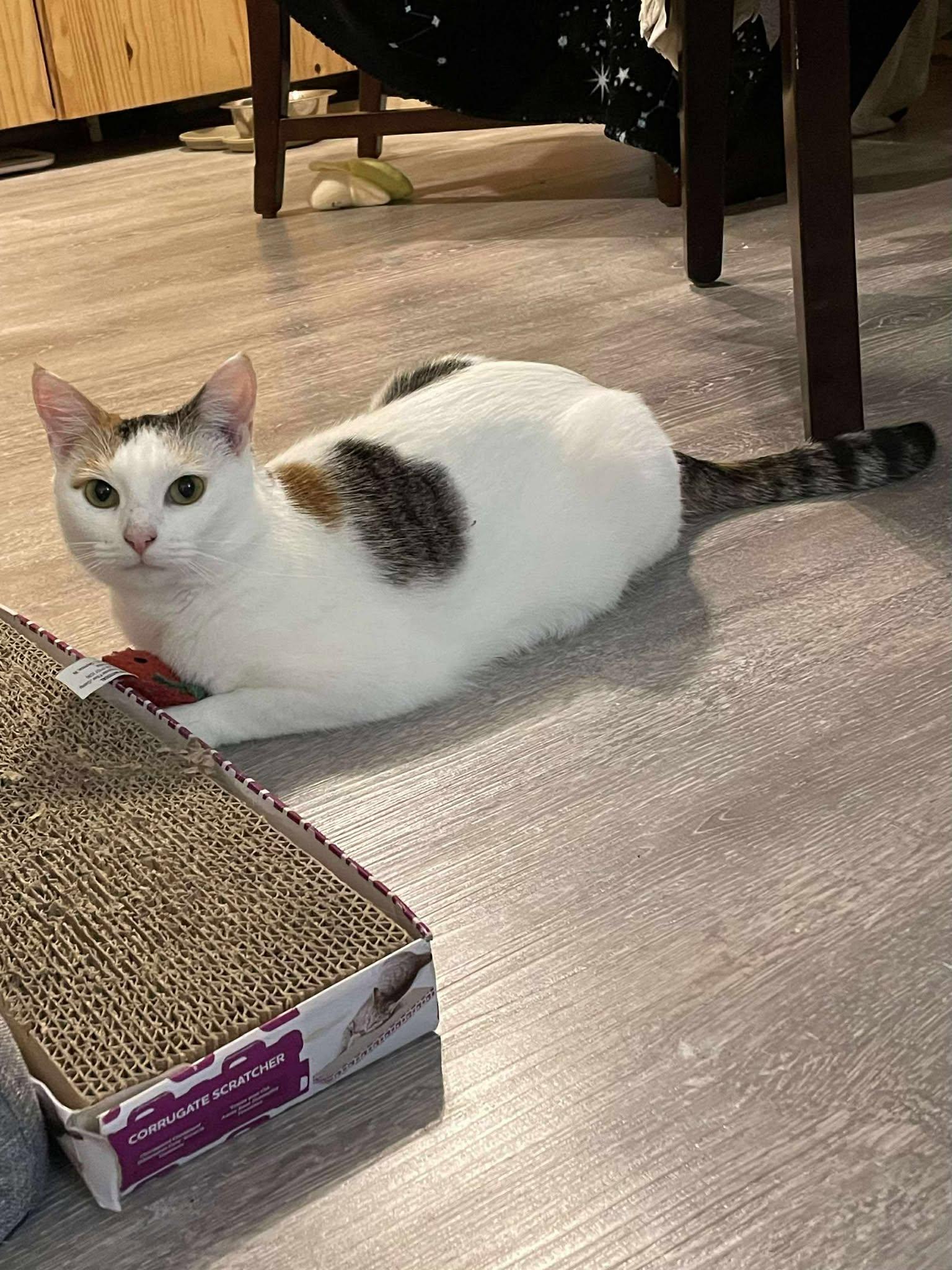 Enlarge Ponyo, a ADOPTABLE Domestic Short Hair in Penfield, NY image 4/6