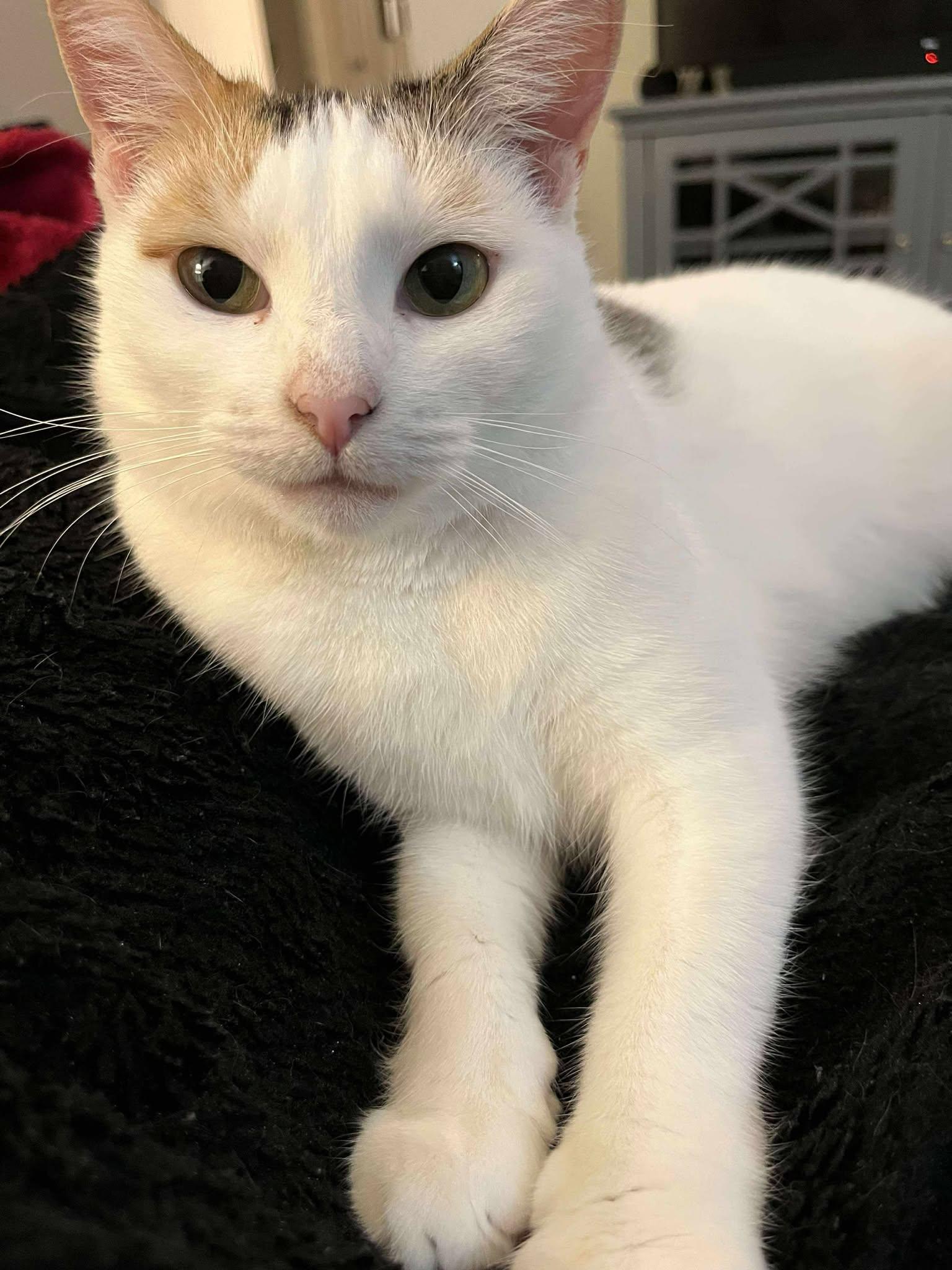 Enlarge Ponyo, a ADOPTABLE Domestic Short Hair in Penfield, NY image 2/6