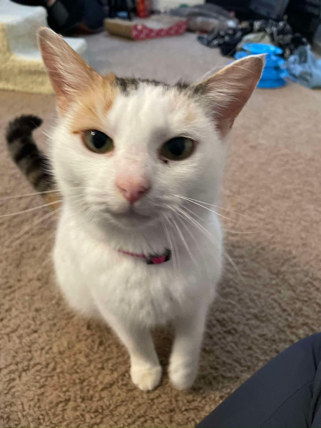 Enlarge Ponyo, a ADOPTABLE Domestic Short Hair in Penfield, NY image 5/6