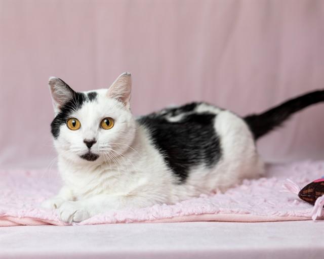 Enlarge BIBI, a Adoptable Domestic Short Hair in Ames, IA image 1/1