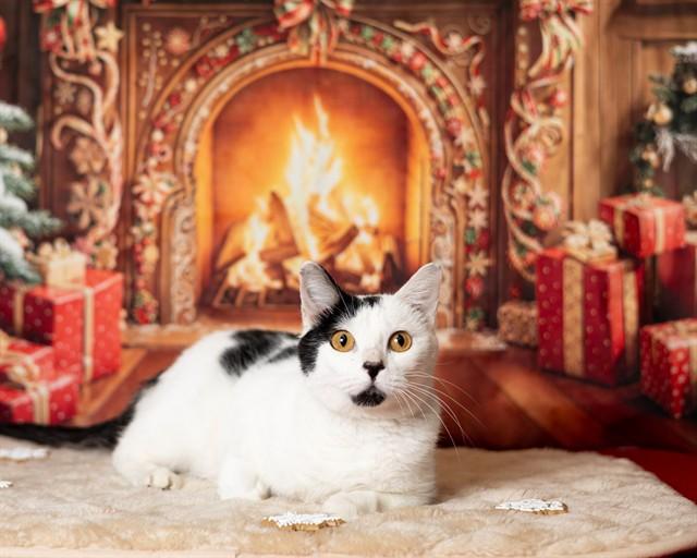 BIBI, Adoptable, Young Female Domestic Short Hair.