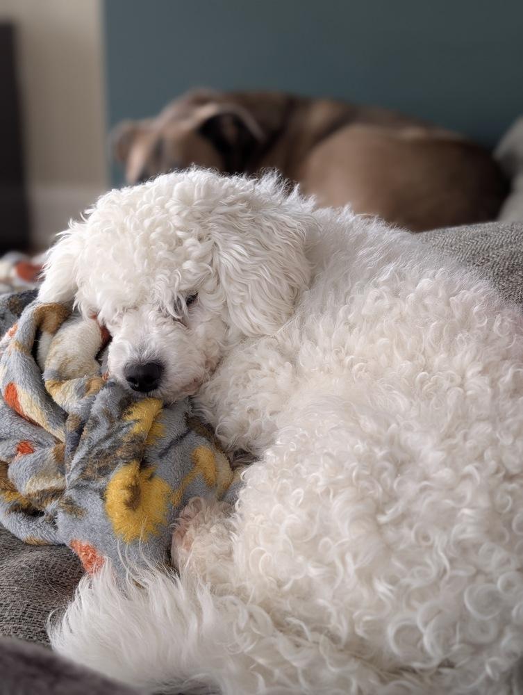 Pierogi, Adoptable, Adult Female Poodle.