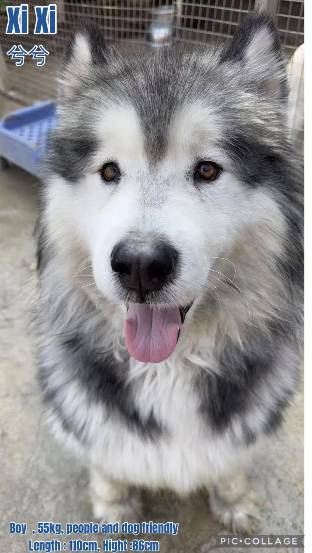 China XiXi, Adopted, Adult Male Alaskan Malamute.