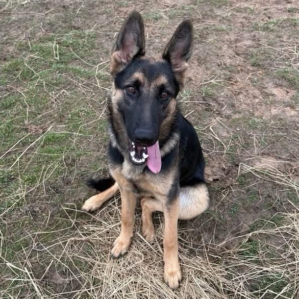 Enlarge Jazzy (ID 50580/762), an adopted German Shepherd Dog in Manassas, VA image 1/1