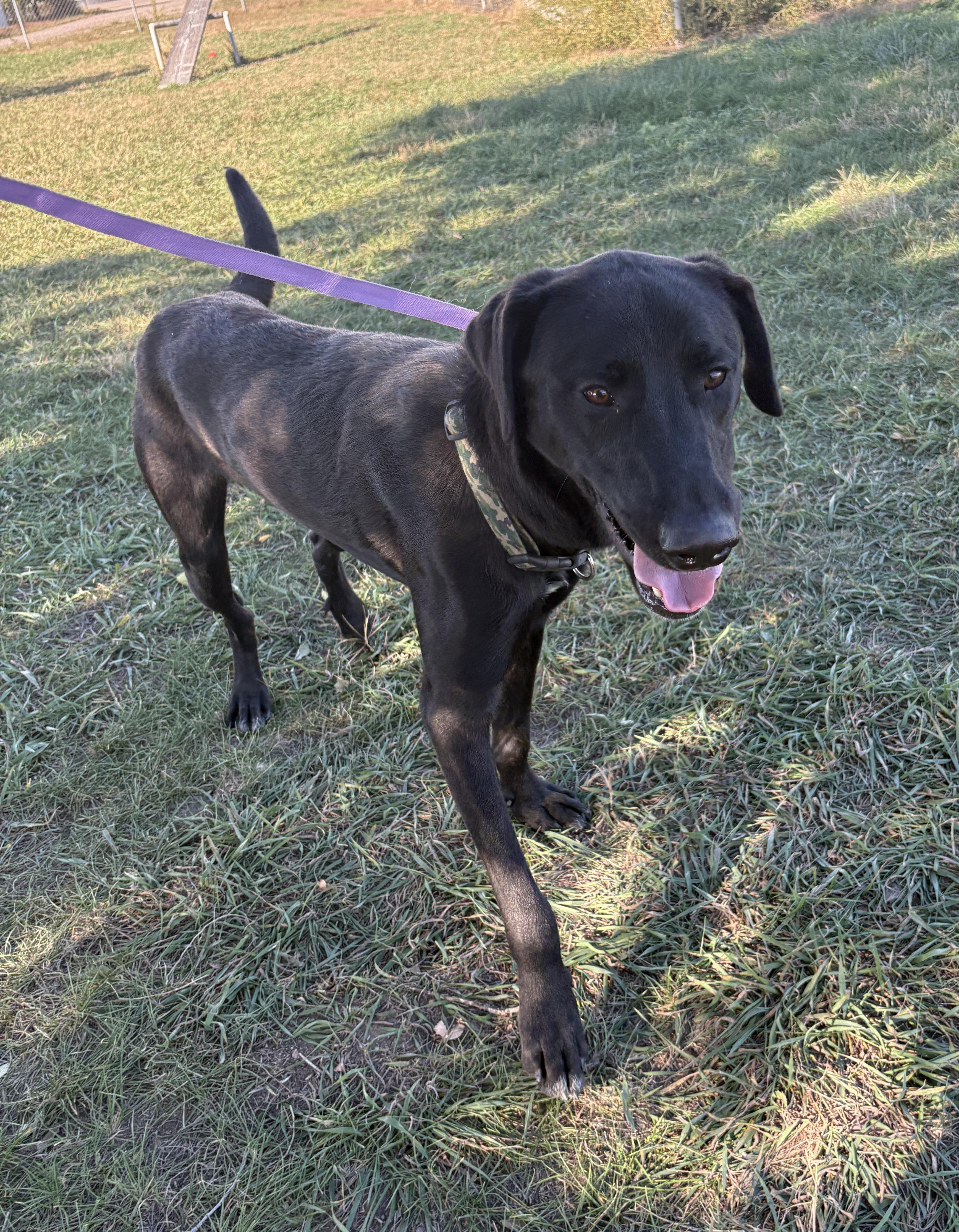 Enlarge Cash, a Adoptable mixed breed in Grant, NE image 3/5