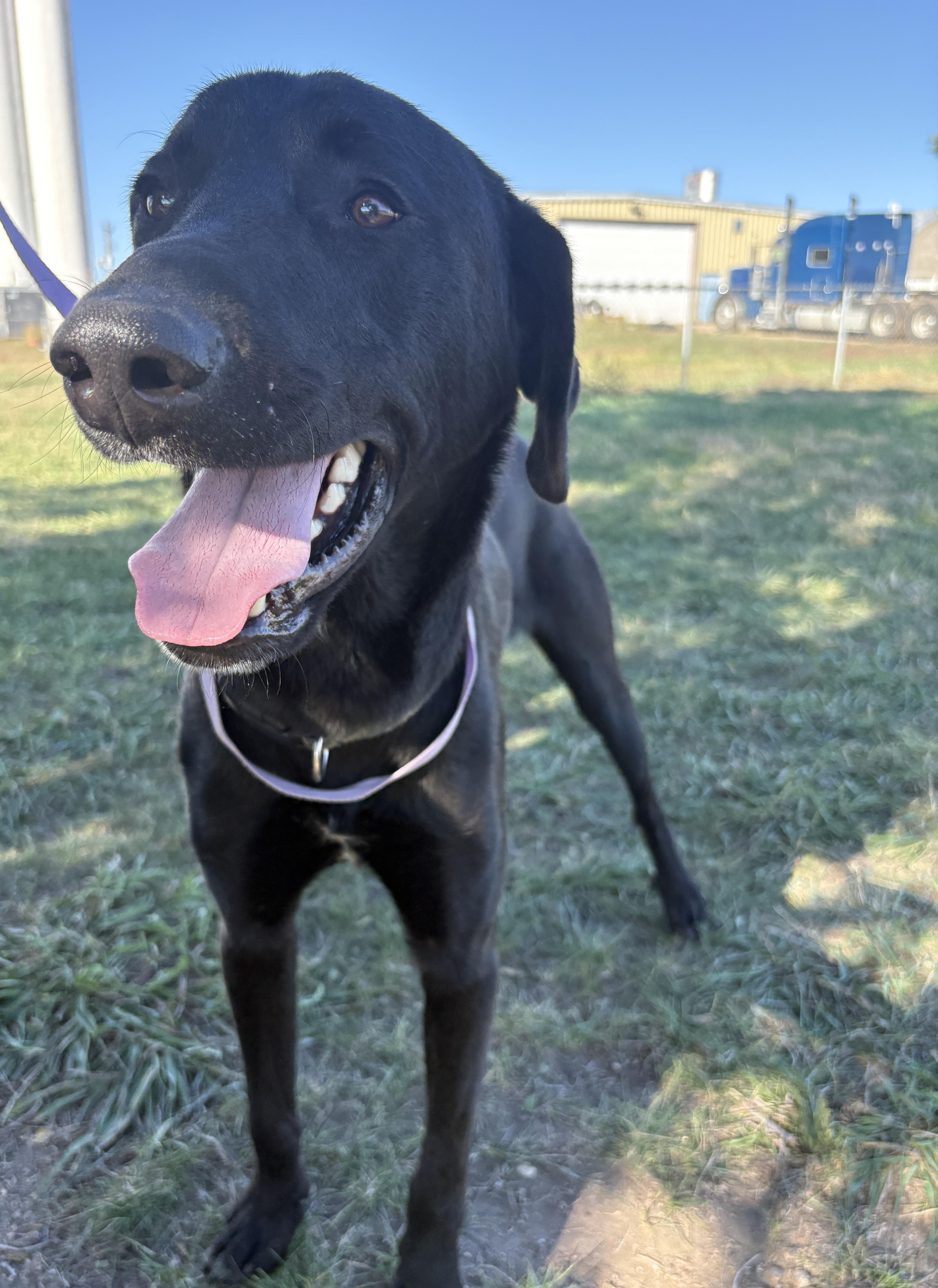 Enlarge Cash, a Adoptable mixed breed in Grant, NE image 1/5