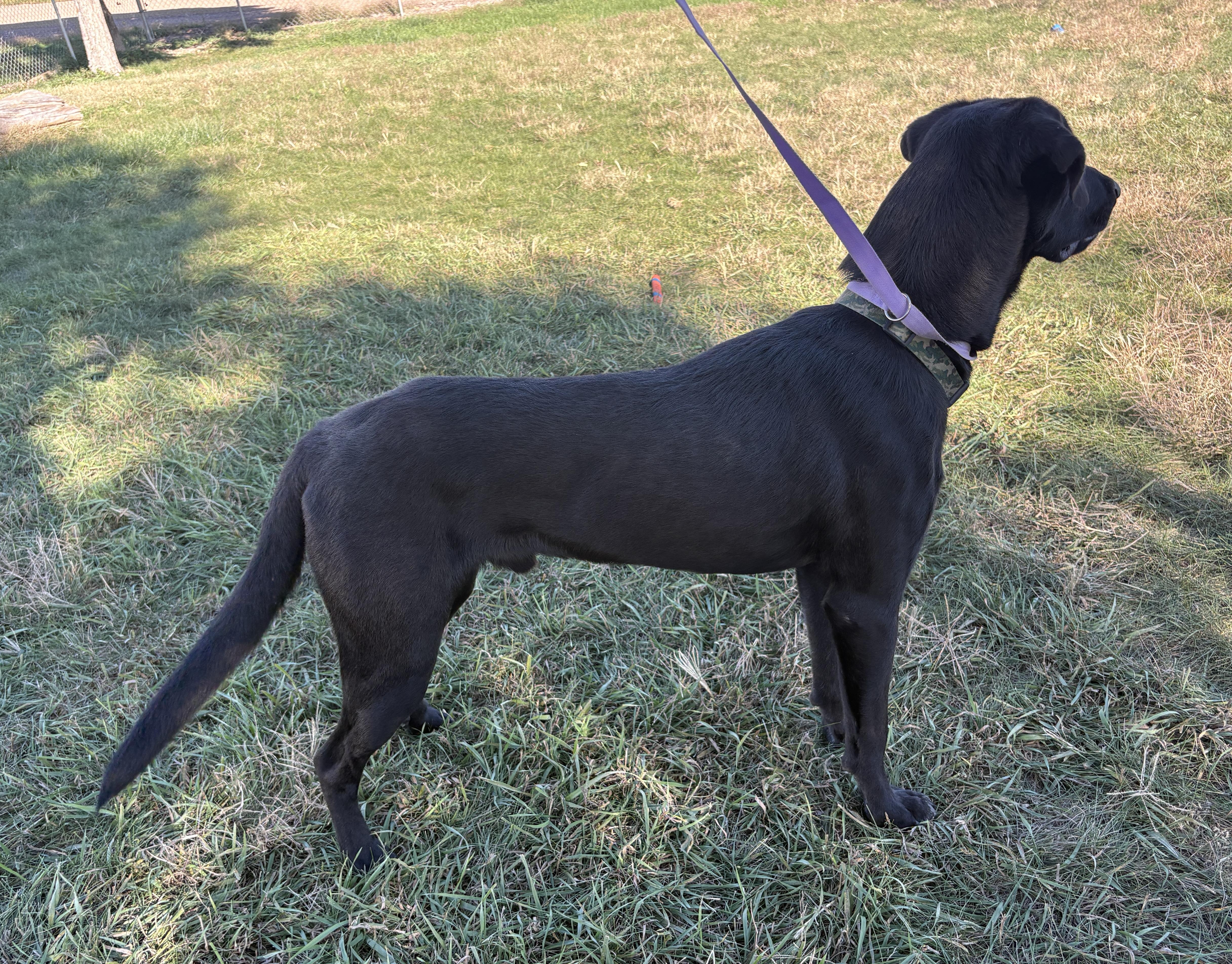 Enlarge Cash, a Adoptable mixed breed in Grant, NE image 4/5