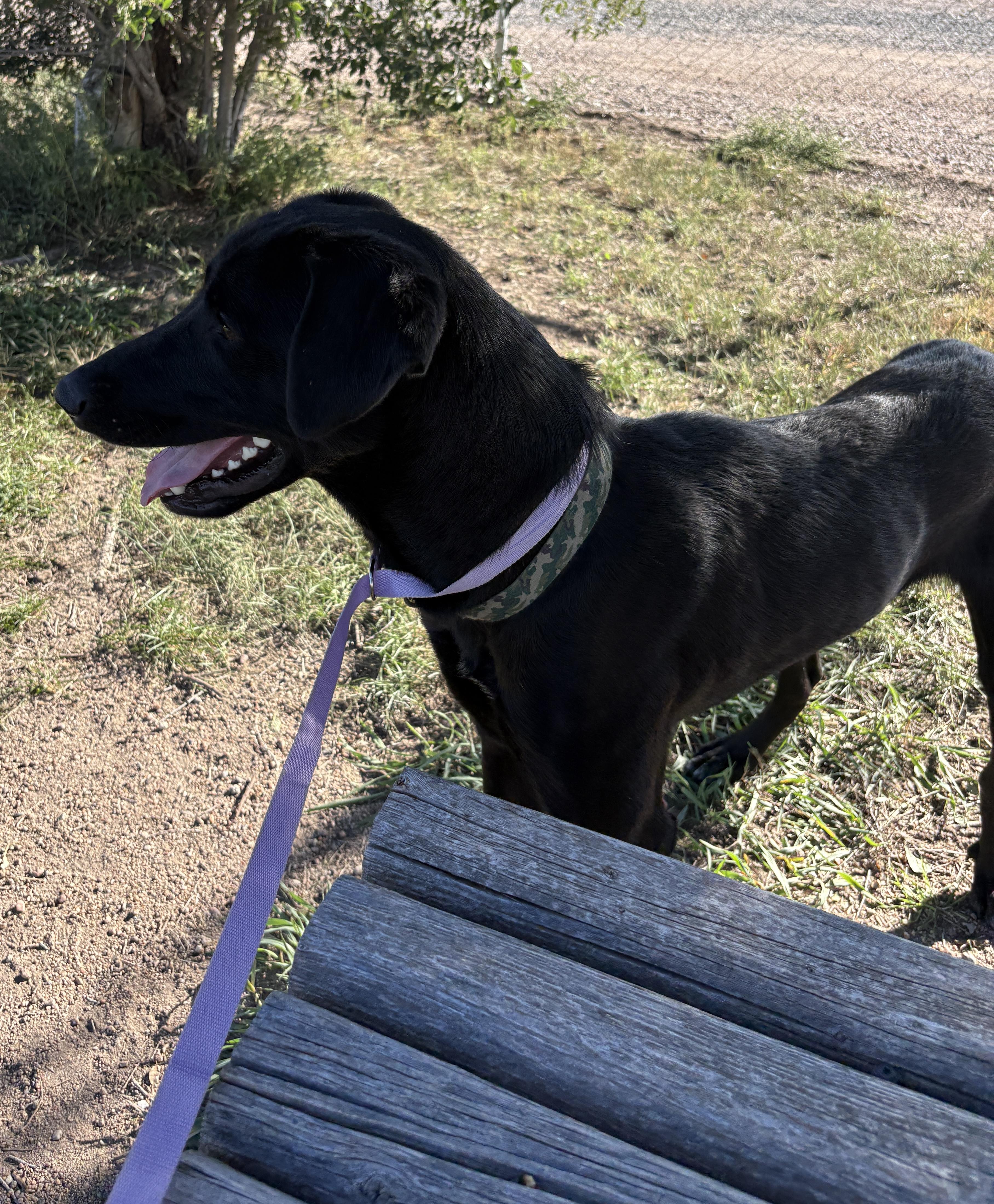 Enlarge Cash, a Adoptable mixed breed in Grant, NE image 5/5
