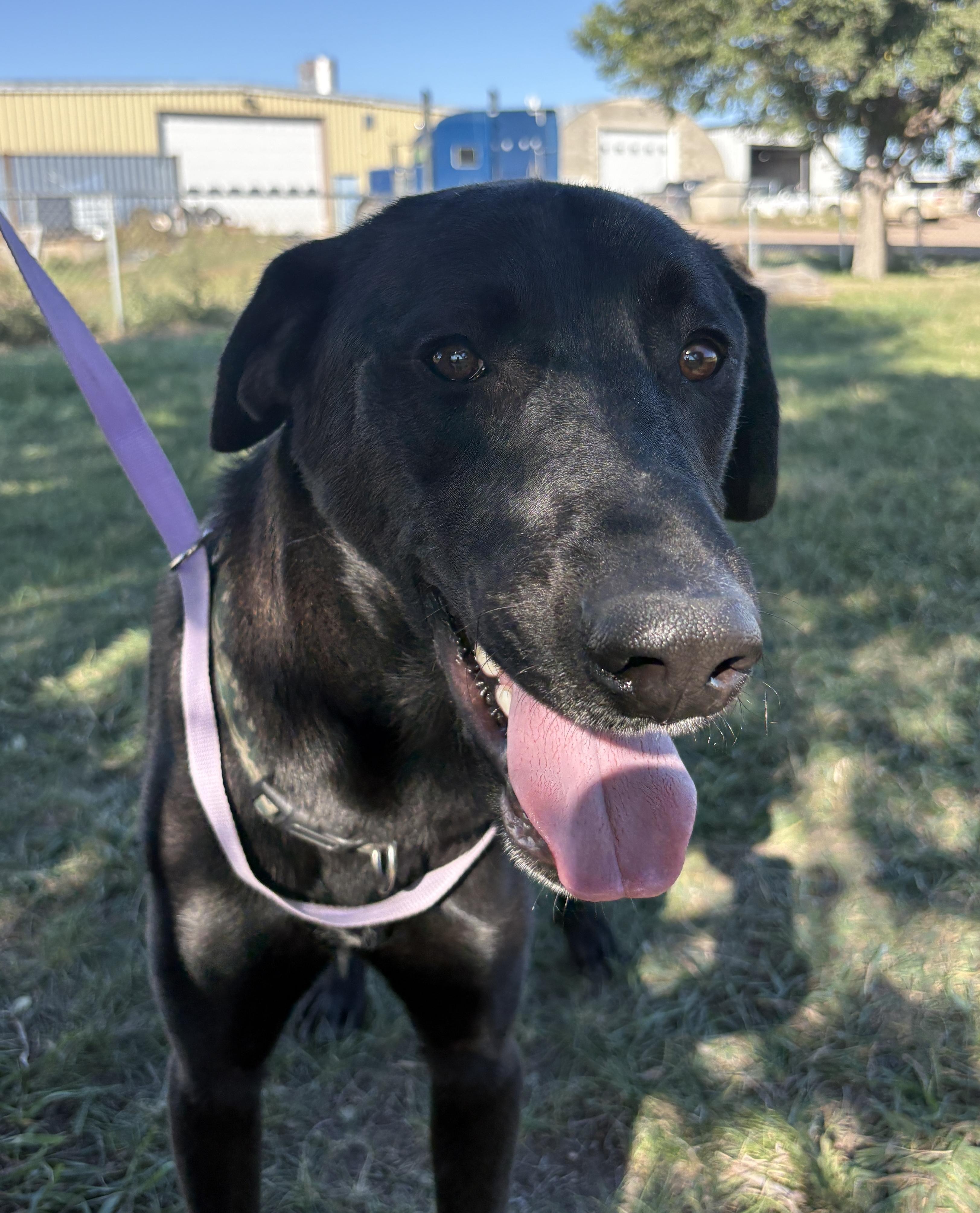 Enlarge Cash, a Adoptable mixed breed in Grant, NE image 2/5