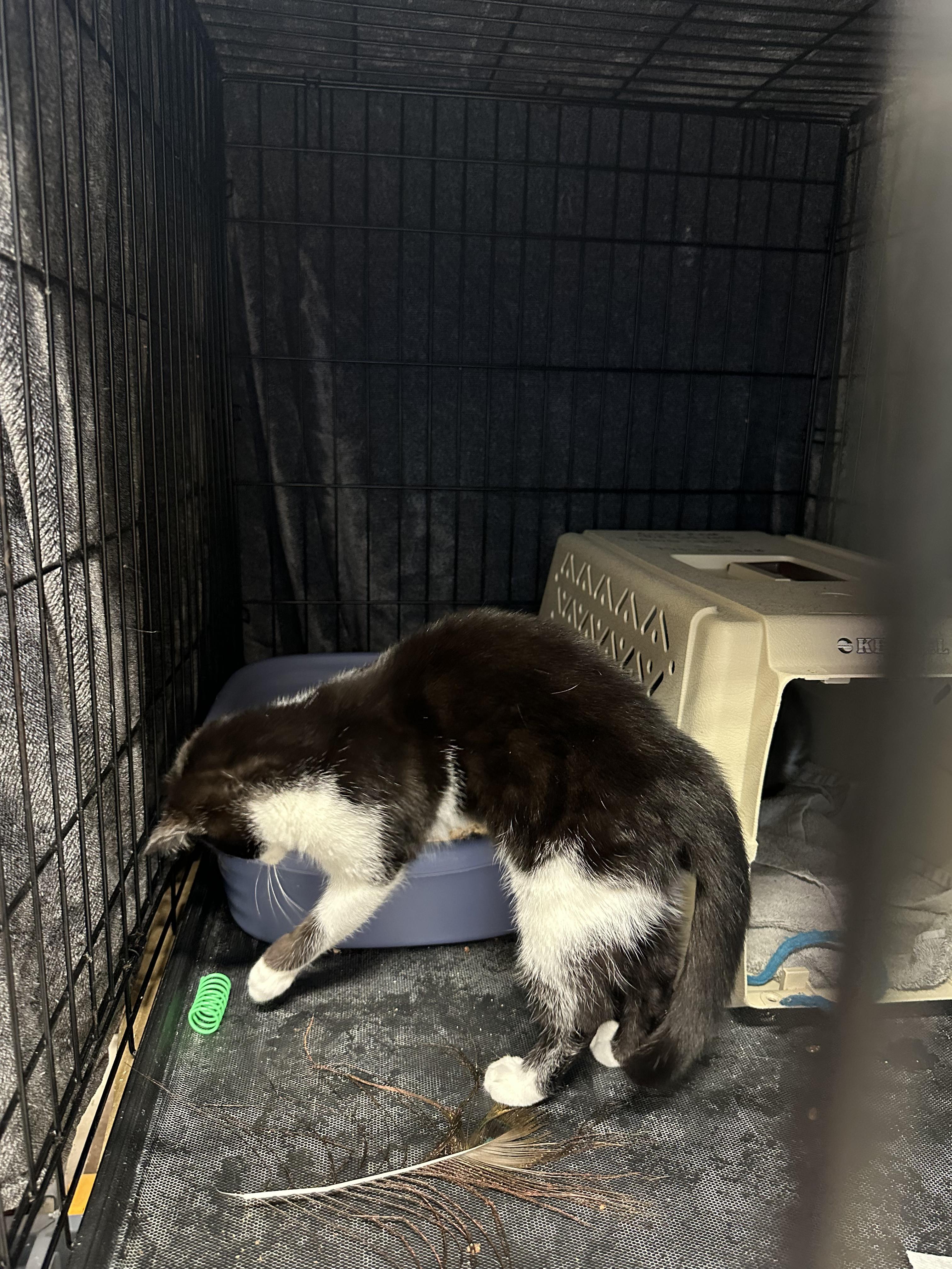 Stash, a Adoptable Tuxedo in Gardnerville, NV image 4/4