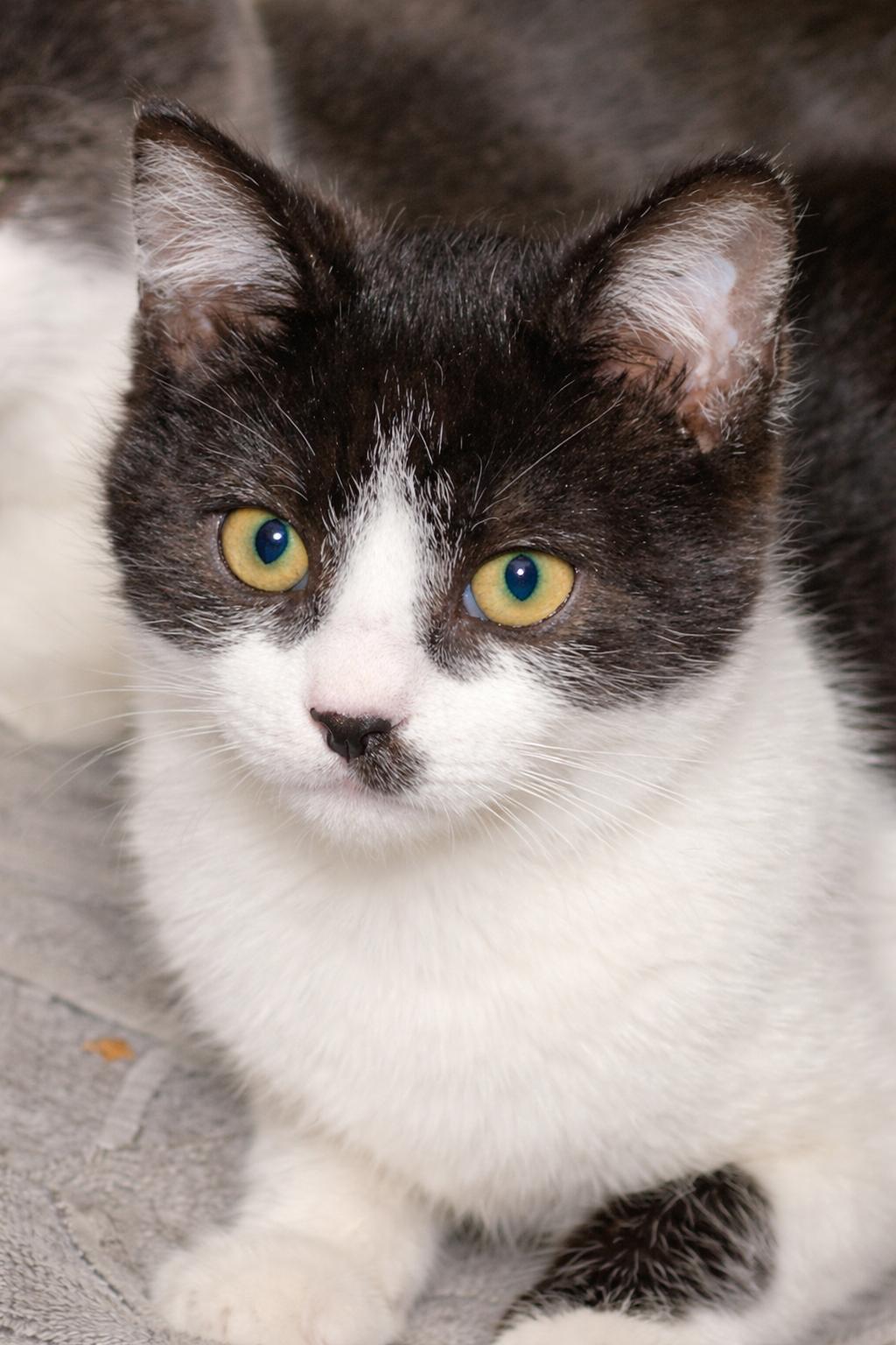 Stash, a Adoptable Tuxedo in Gardnerville, NV image 2/4