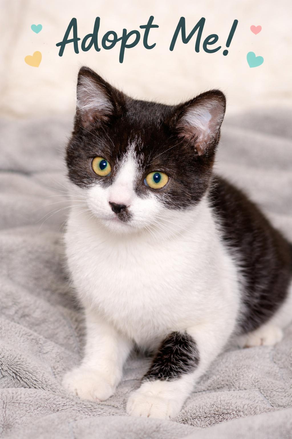 Stash, Adoptable, Kitten Male Tuxedo.