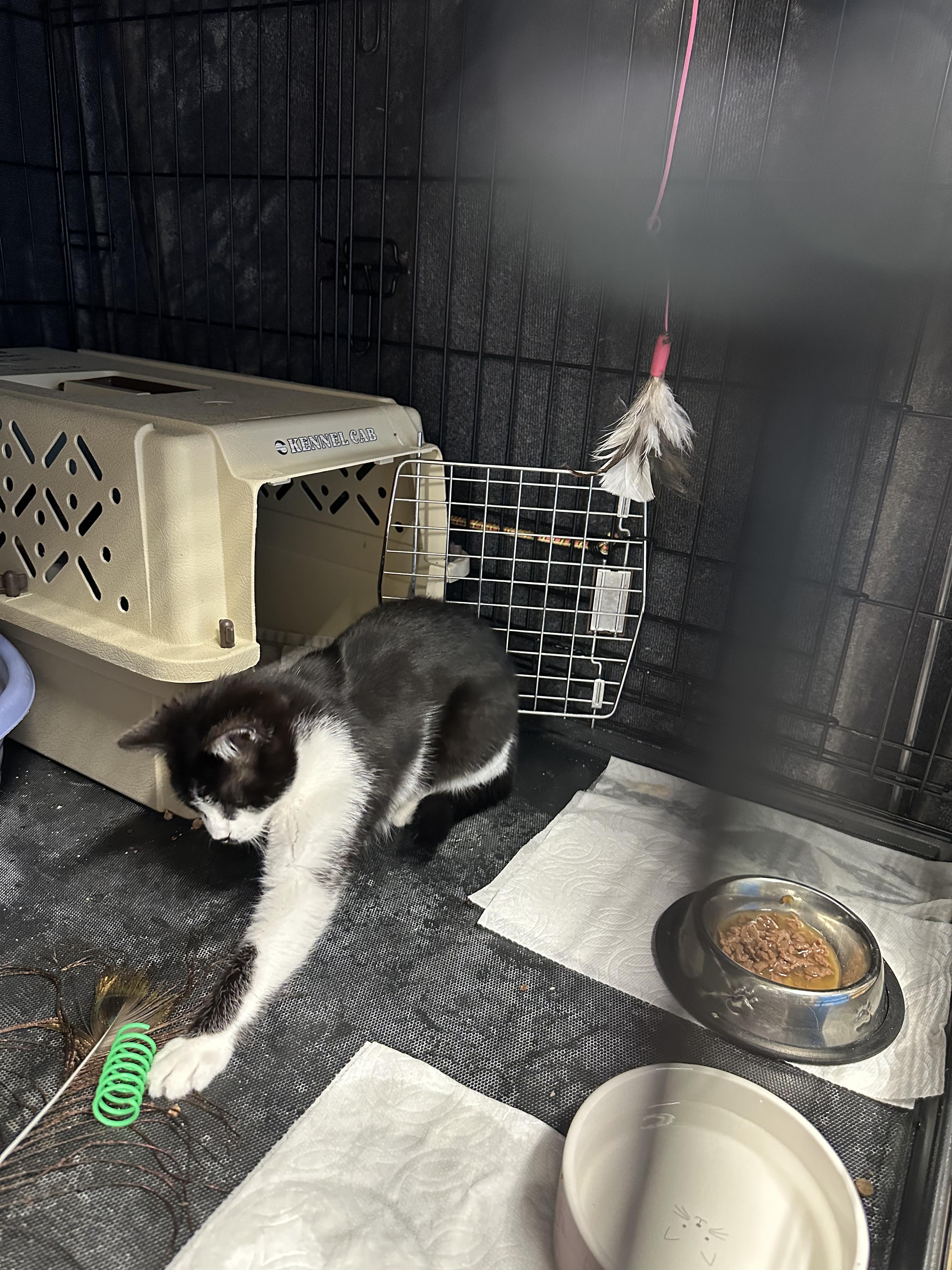 Stash, a Adoptable Tuxedo in Gardnerville, NV image 3/4