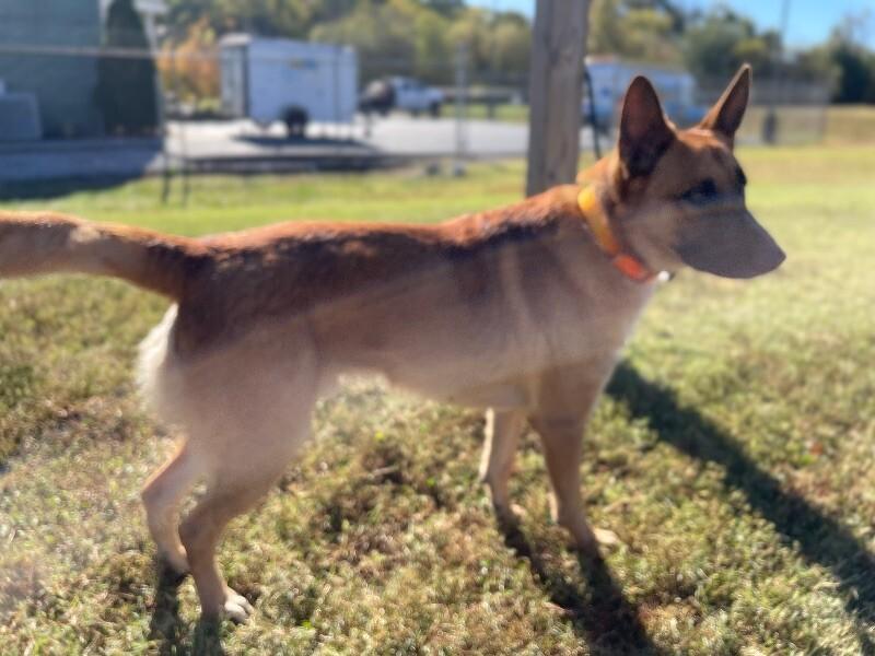 Kiser, Adoptable, Adult Male German Shepherd Dog.