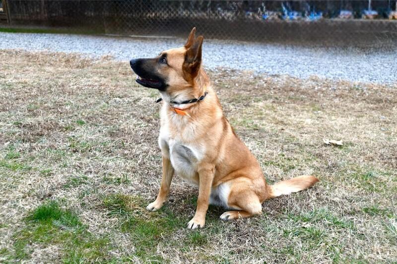 Enlarge Kiser, a Adoptable German Shepherd Dog in Maryville, TN image 1/6