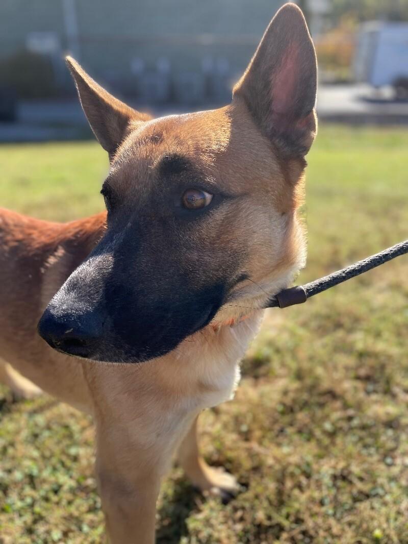 Kiser, a Adoptable German Shepherd Dog in Maryville, TN image 3/6