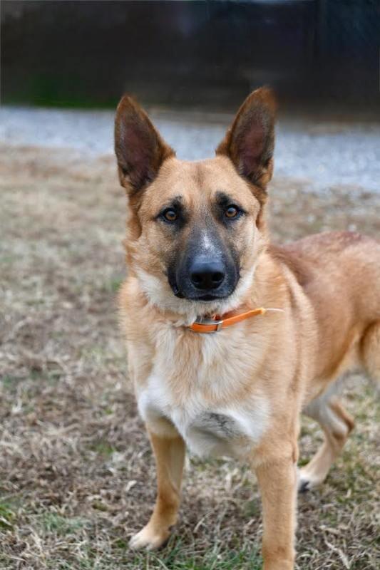 Enlarge Kiser, a Adoptable German Shepherd Dog in Maryville, TN image 3/6