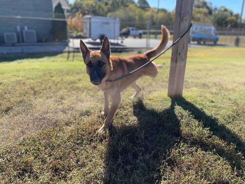 Enlarge Kiser, a Adoptable German Shepherd Dog in Maryville, TN image 4/6