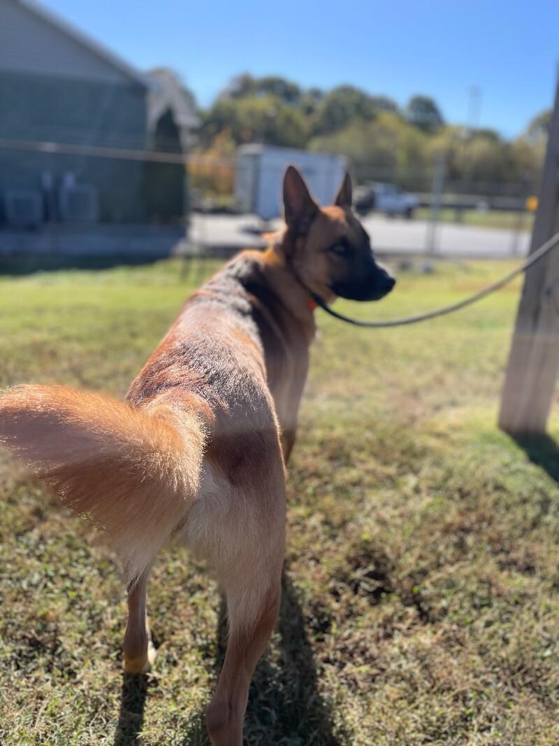 Kiser, a Adoptable German Shepherd Dog in Maryville, TN image 5/6