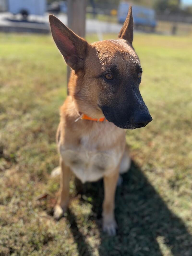 Enlarge Kiser, a Adoptable German Shepherd Dog in Maryville, TN image 5/6