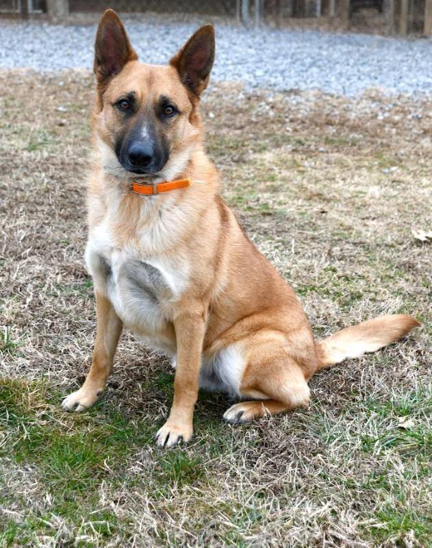 Enlarge Kiser, a Adoptable German Shepherd Dog in Maryville, TN image 5/6