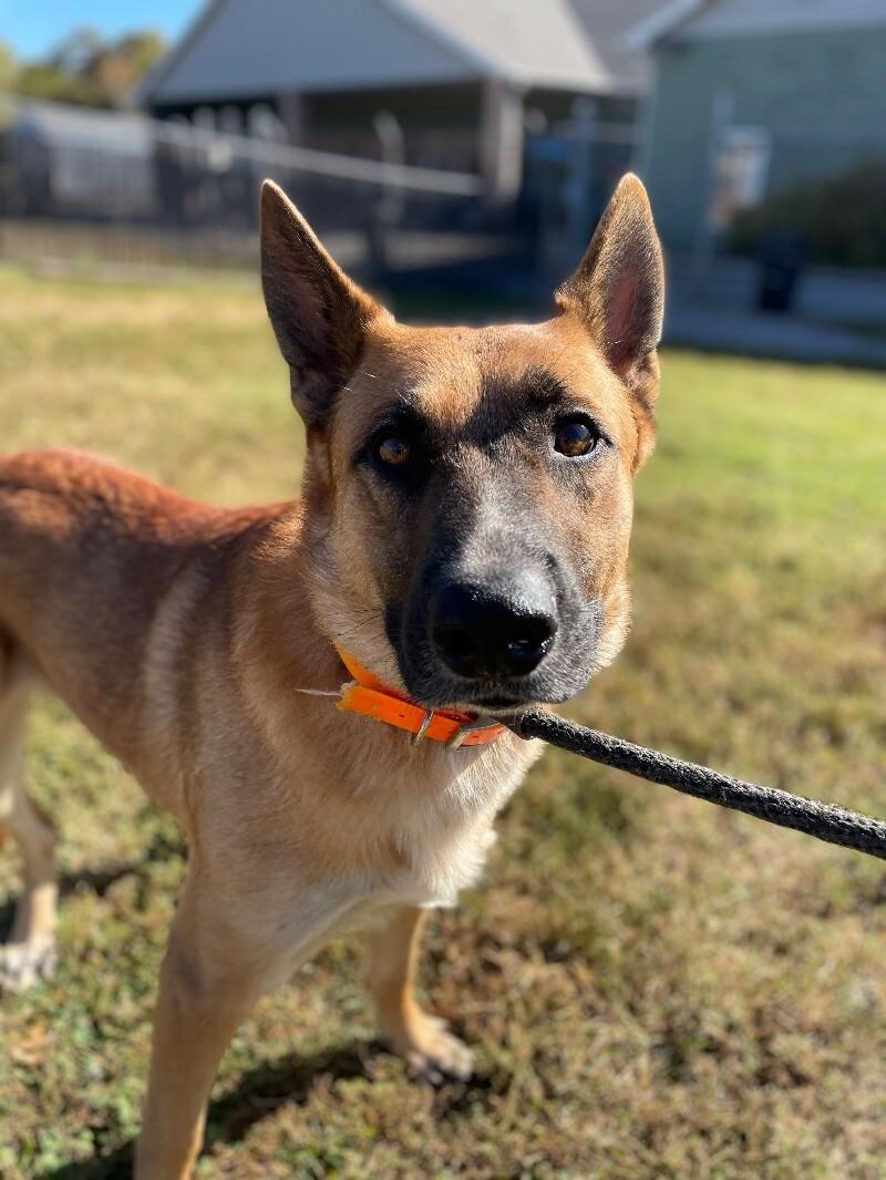 Enlarge Kiser, a Adoptable German Shepherd Dog in Maryville, TN image 6/6