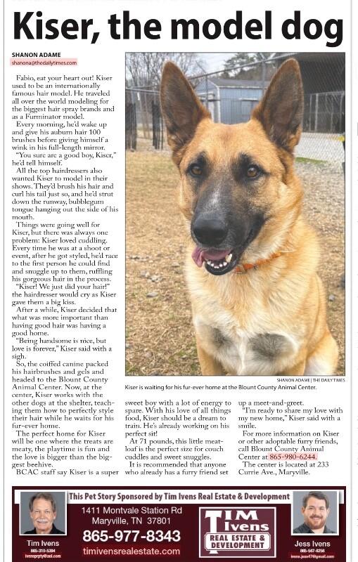 Enlarge Kiser, a Adoptable German Shepherd Dog in Maryville, TN image 6/6