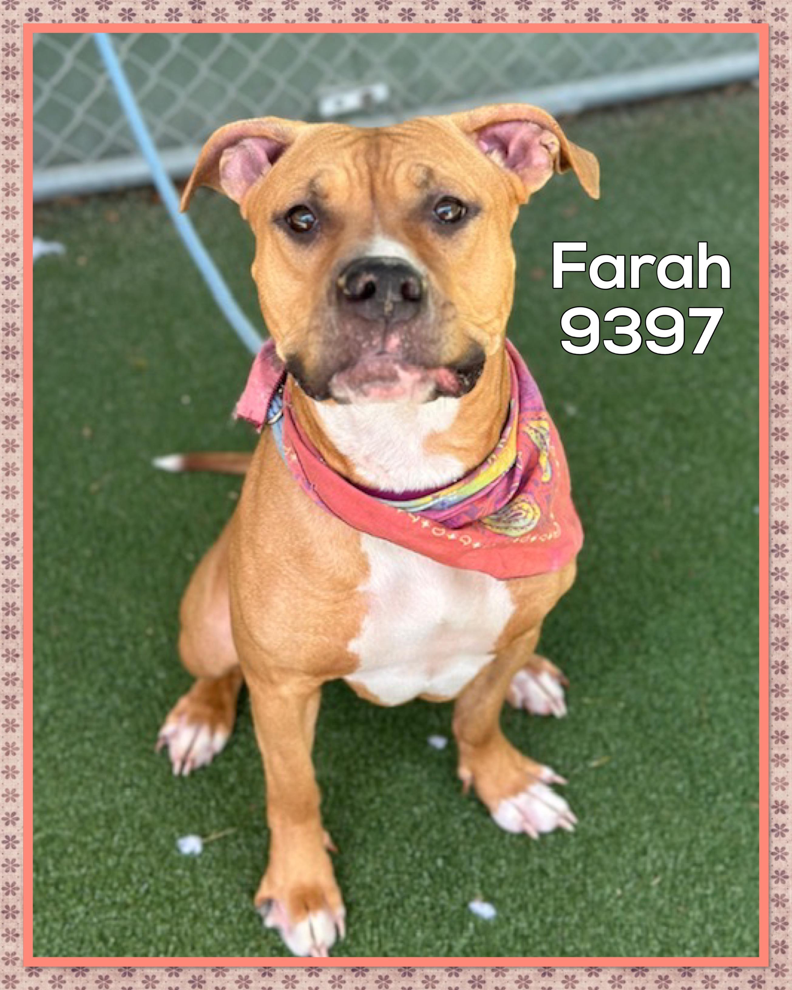 Farah thumbnail 3
