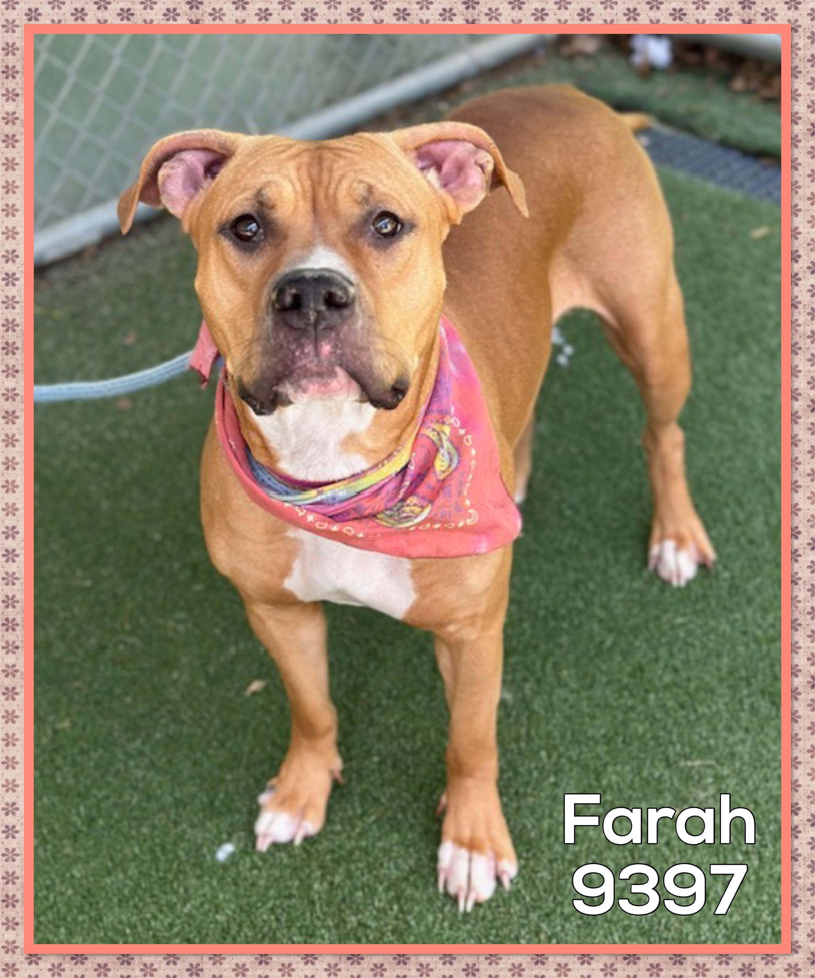 Farah thumbnail 4