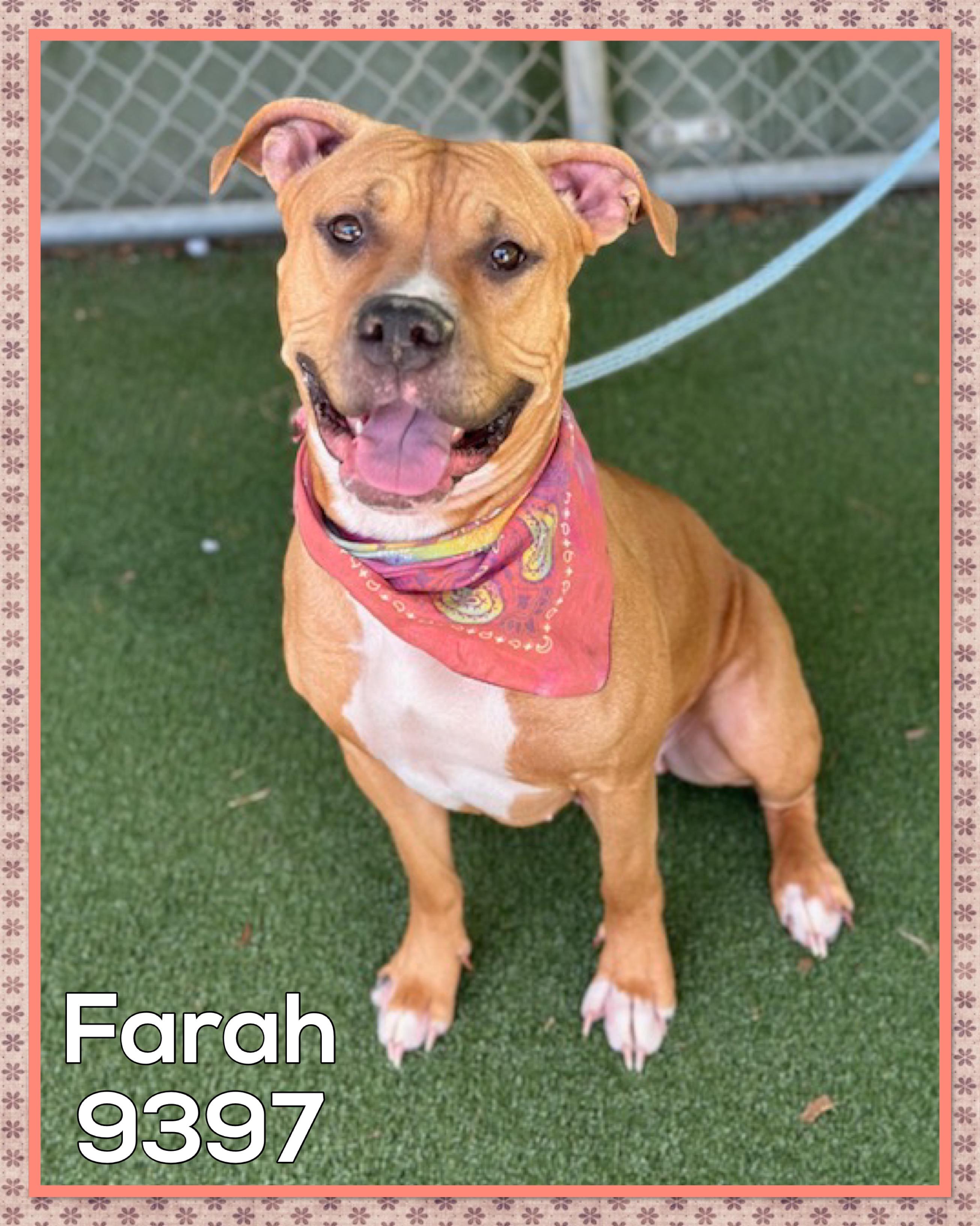 Farah thumbnail 5