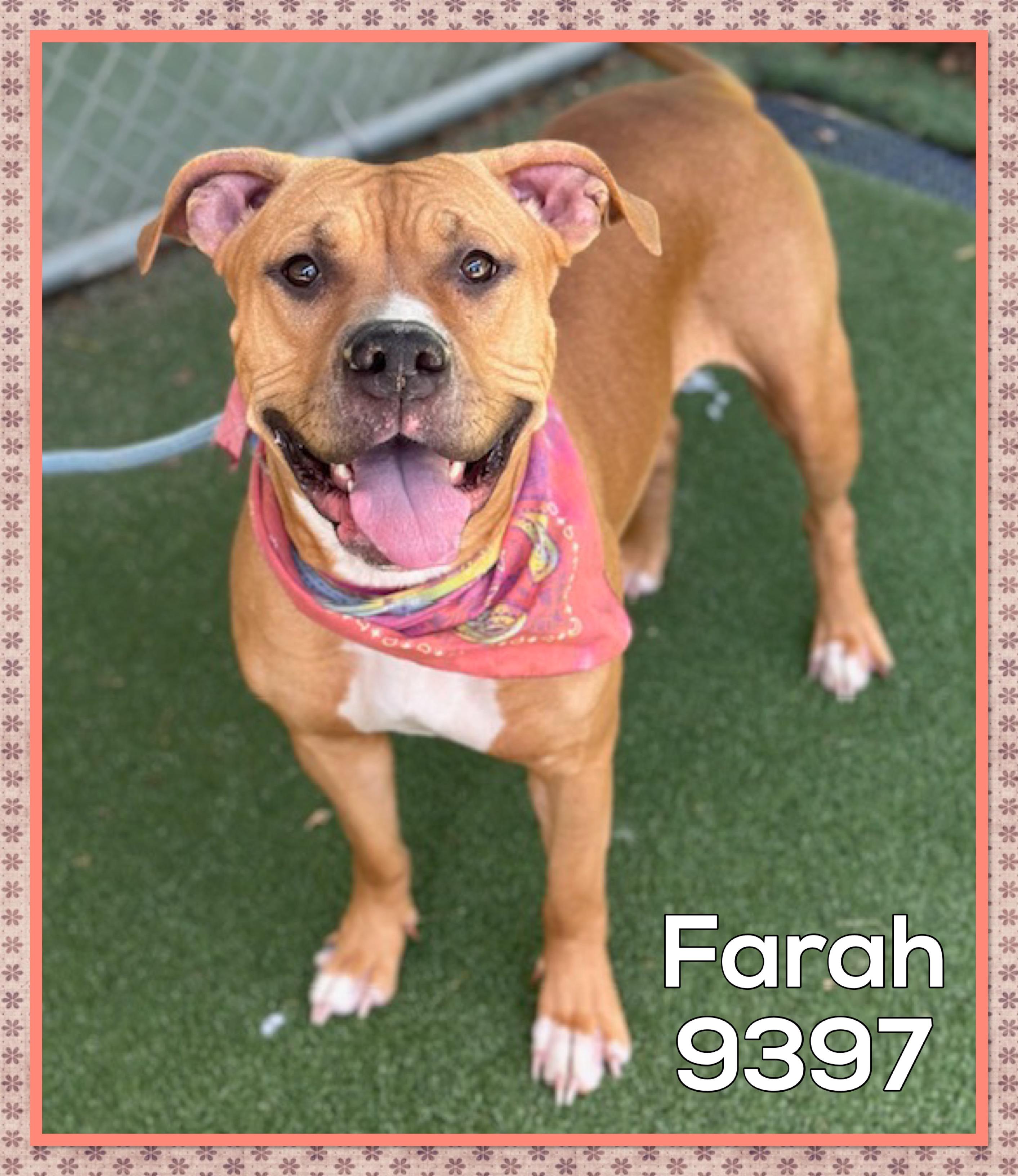 Farah photo 1
