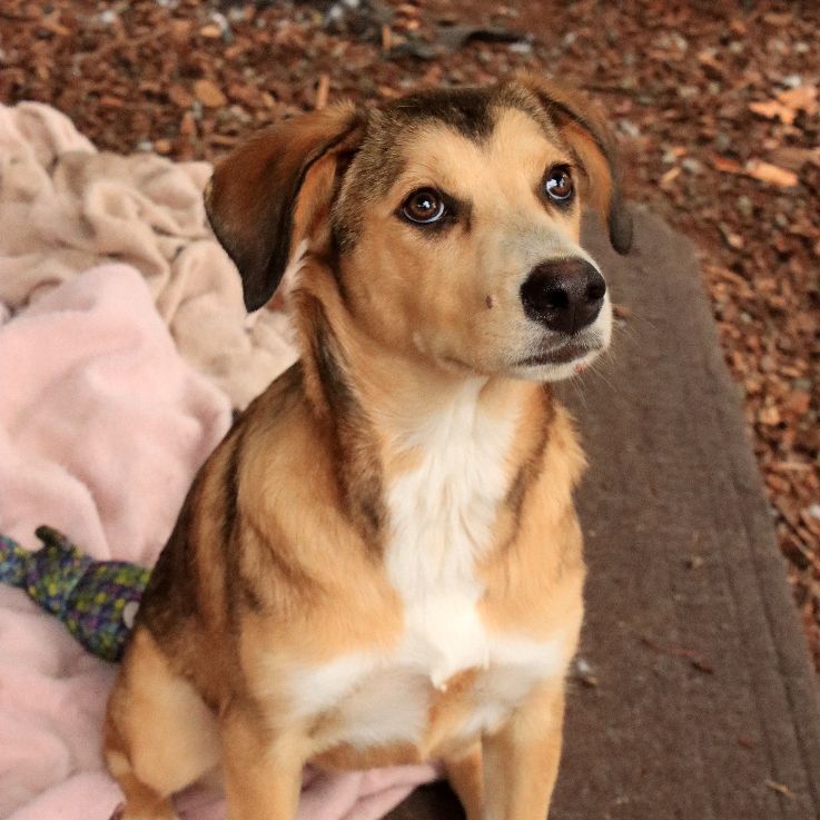 Tikka, a Adoptable mixed breed in Sequim, WA image 3/5