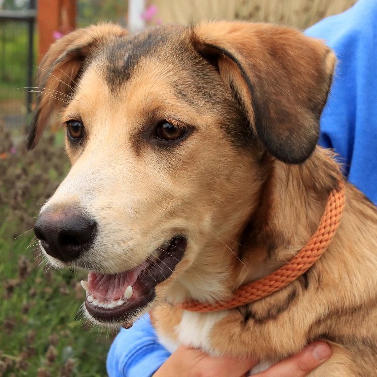 Tikka, a Adoptable mixed breed in Sequim, WA image 5/5