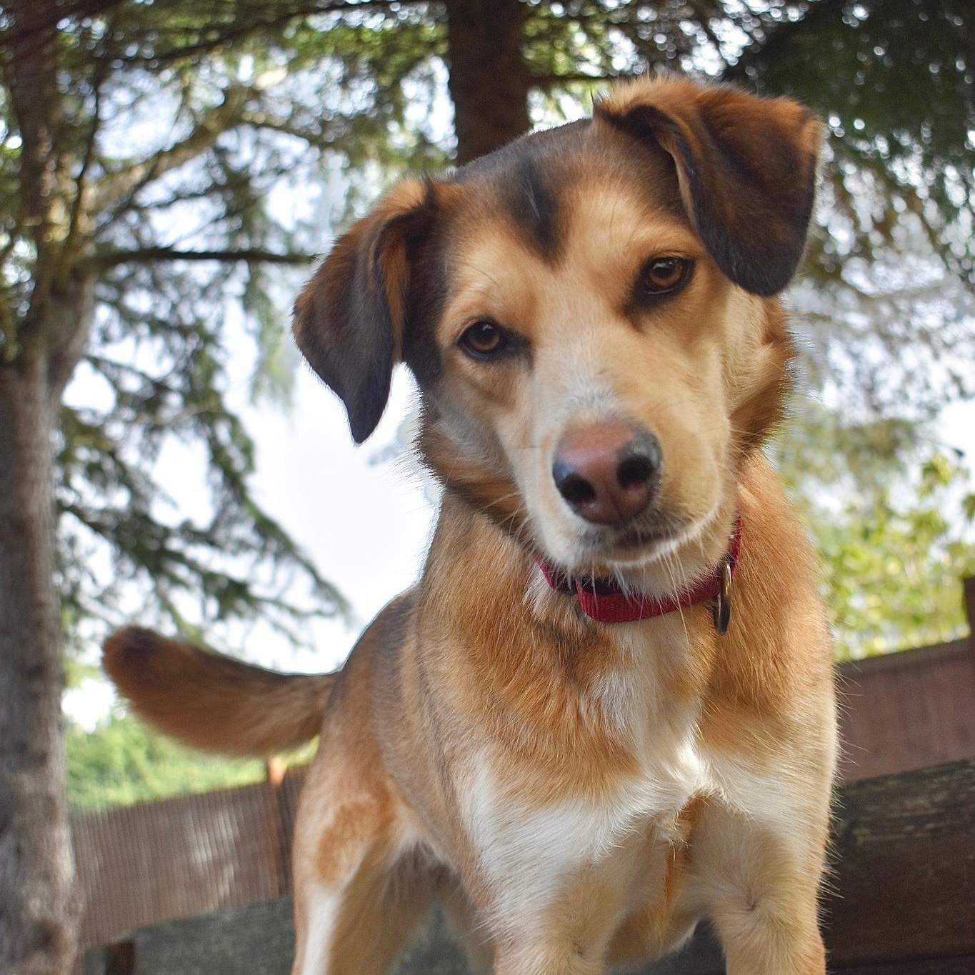 Tikka, Adoptable, Adult Female Husky & Shepherd.