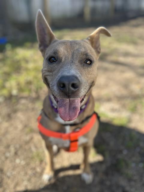 JAZZY, Adoptable, Adult Female Pit Bull Terrier.