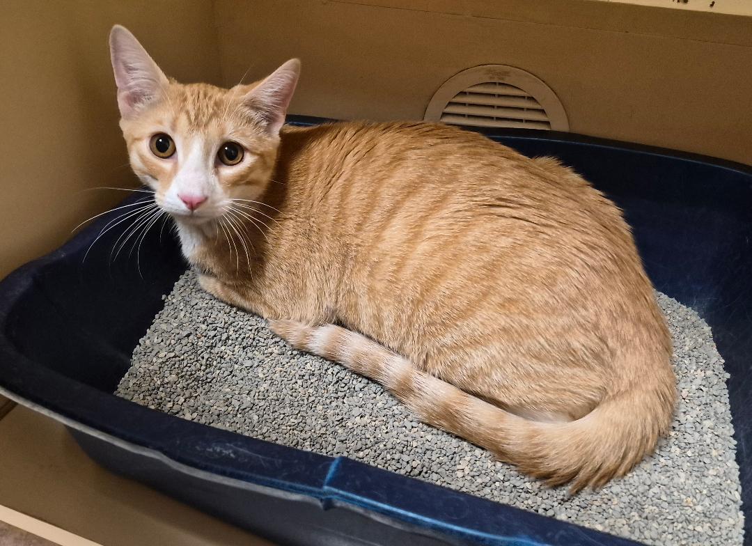 Enlarge Butters, a Adopted Domestic Short Hair in Hays, KS image 6/6