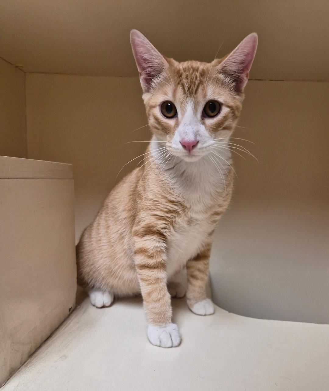 Enlarge Butters, a Adopted Domestic Short Hair in Hays, KS image 3/6