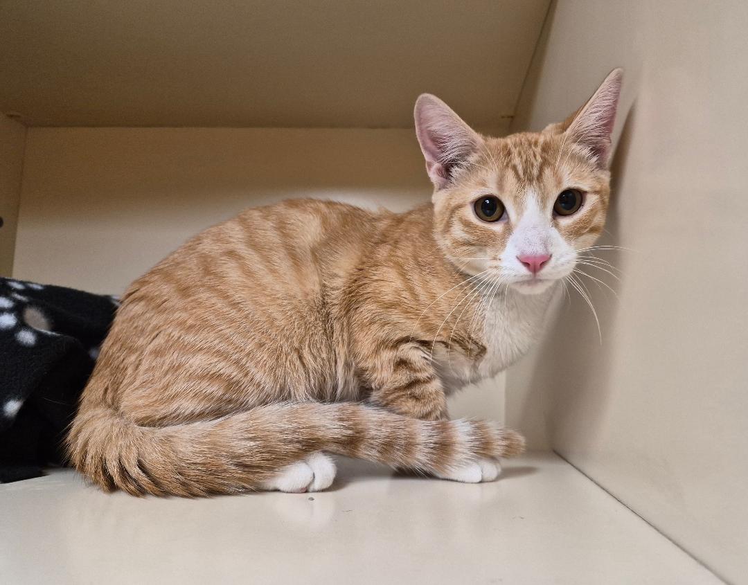 Enlarge Butters, a Adopted Domestic Short Hair in Hays, KS image 2/6