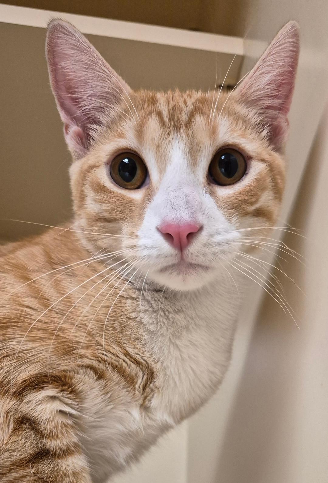 Butters, Adopted, Young Male Domestic Short Hair.