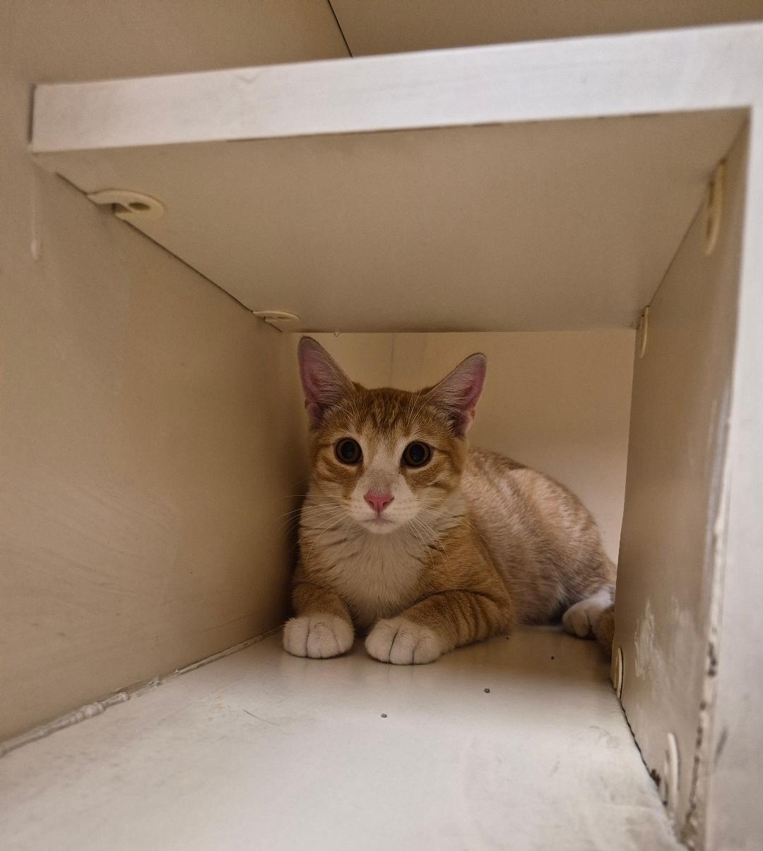 Enlarge Butters, a Adopted Domestic Short Hair in Hays, KS image 5/6