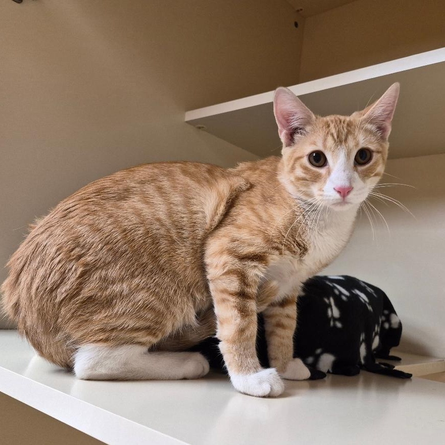 Enlarge Butters, a Adopted Domestic Short Hair in Hays, KS image 4/6