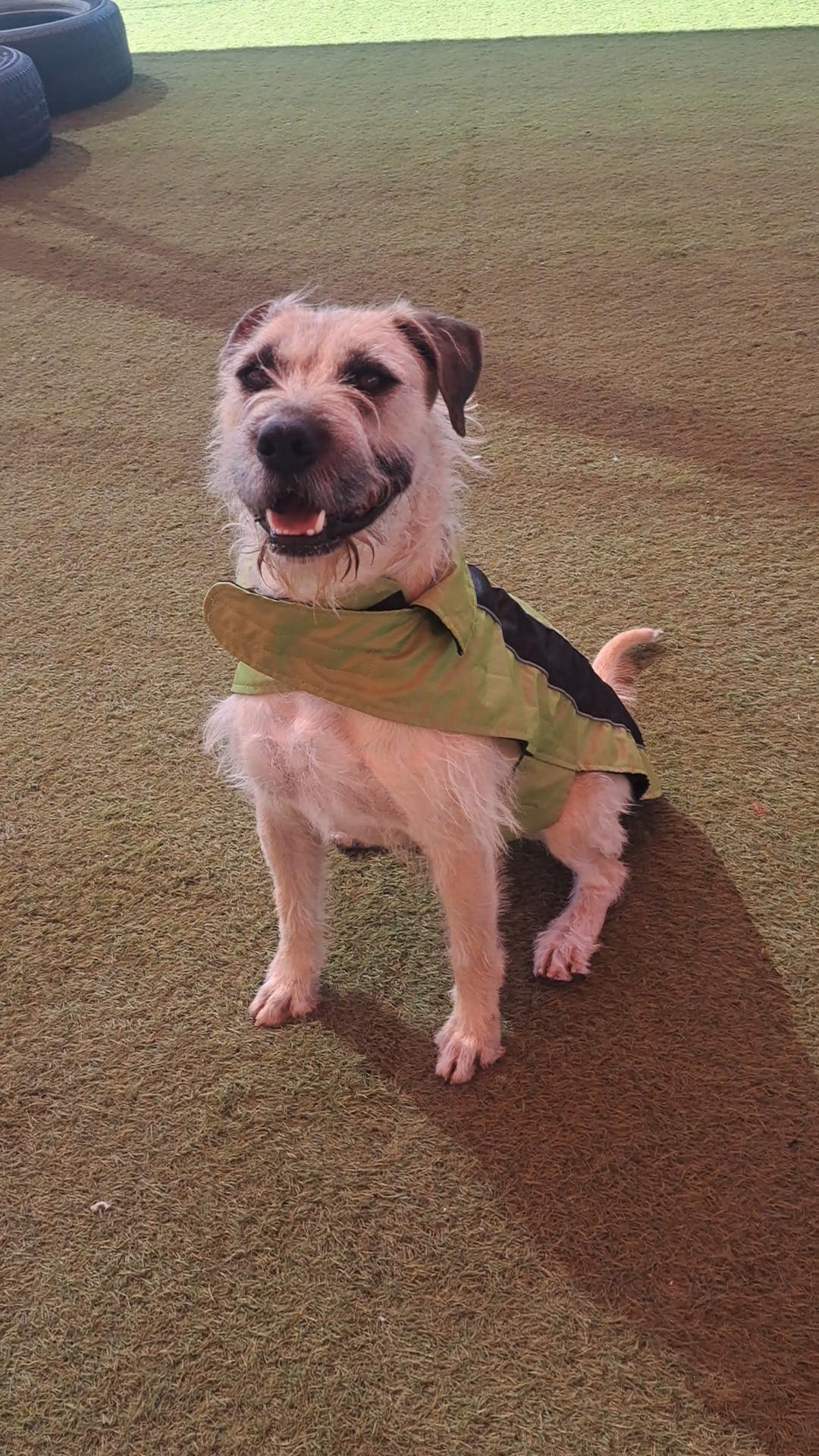 Enlarge Alfred, a ADOPTABLE mixed breed in Glendale, AZ image 5/6