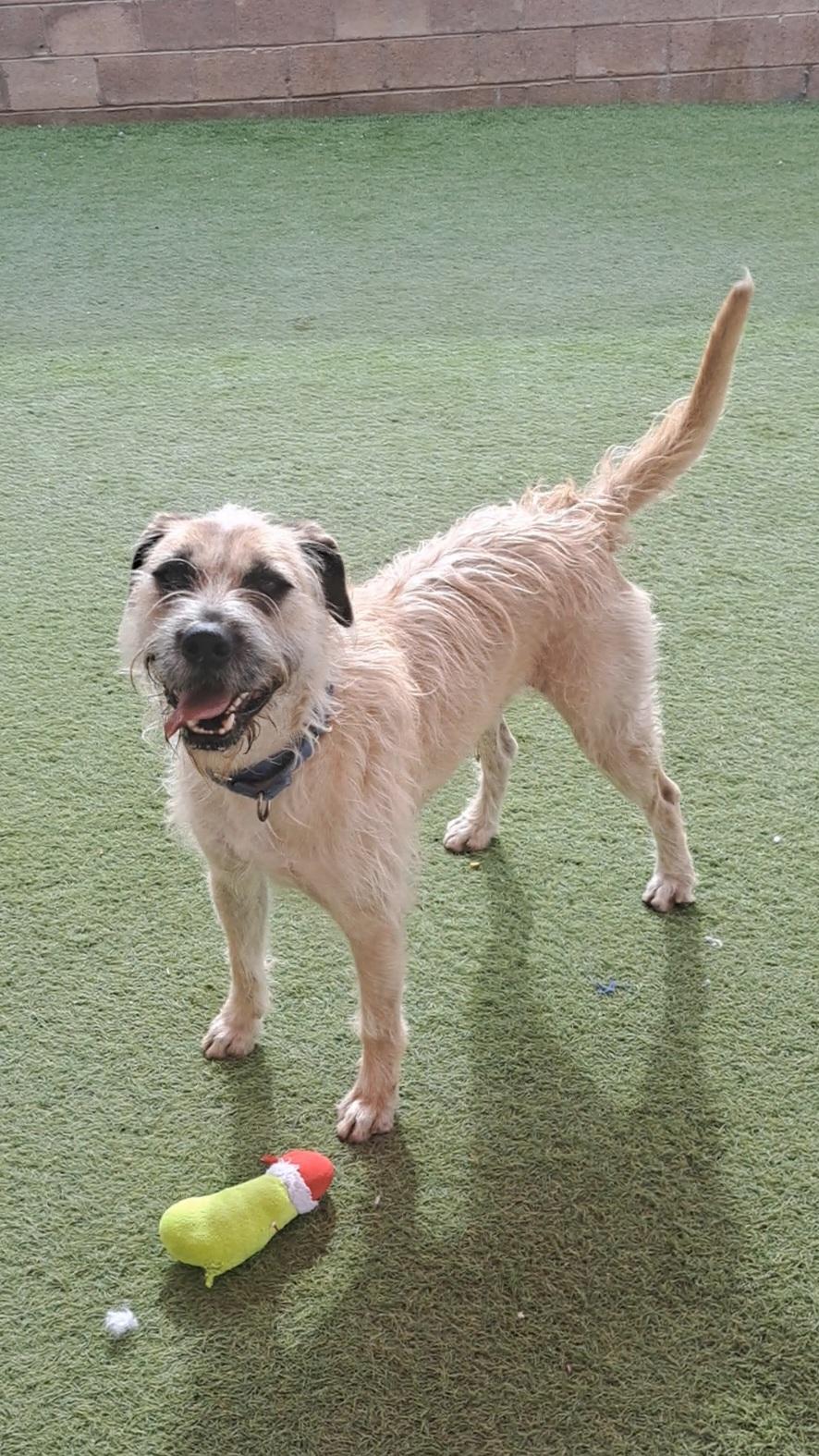 Enlarge Alfred, a ADOPTABLE mixed breed in Glendale, AZ image 4/4