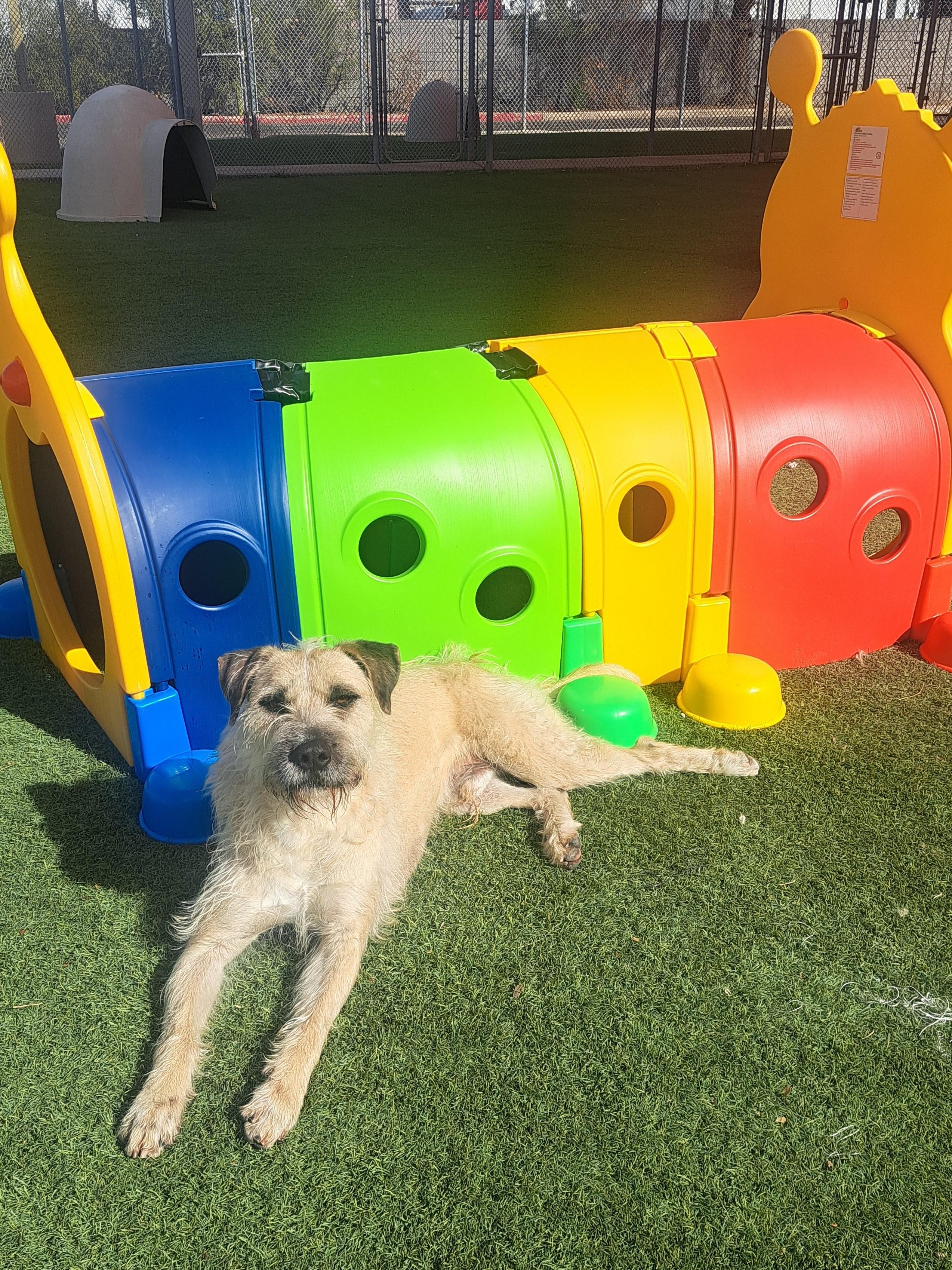 Alfred, ADOPTABLE, Adult Male Wheaten Terrier & Terrier.