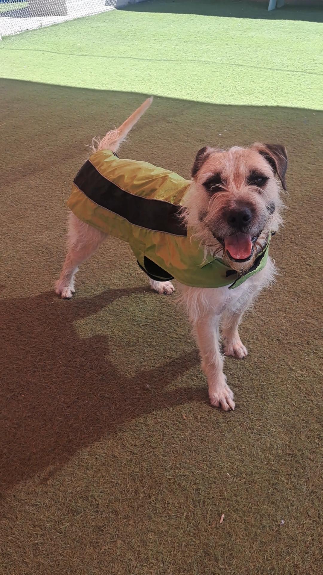 Enlarge Alfred, a ADOPTABLE mixed breed in Glendale, AZ image 6/6